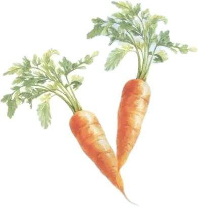 Twee aquarel worteltjes.